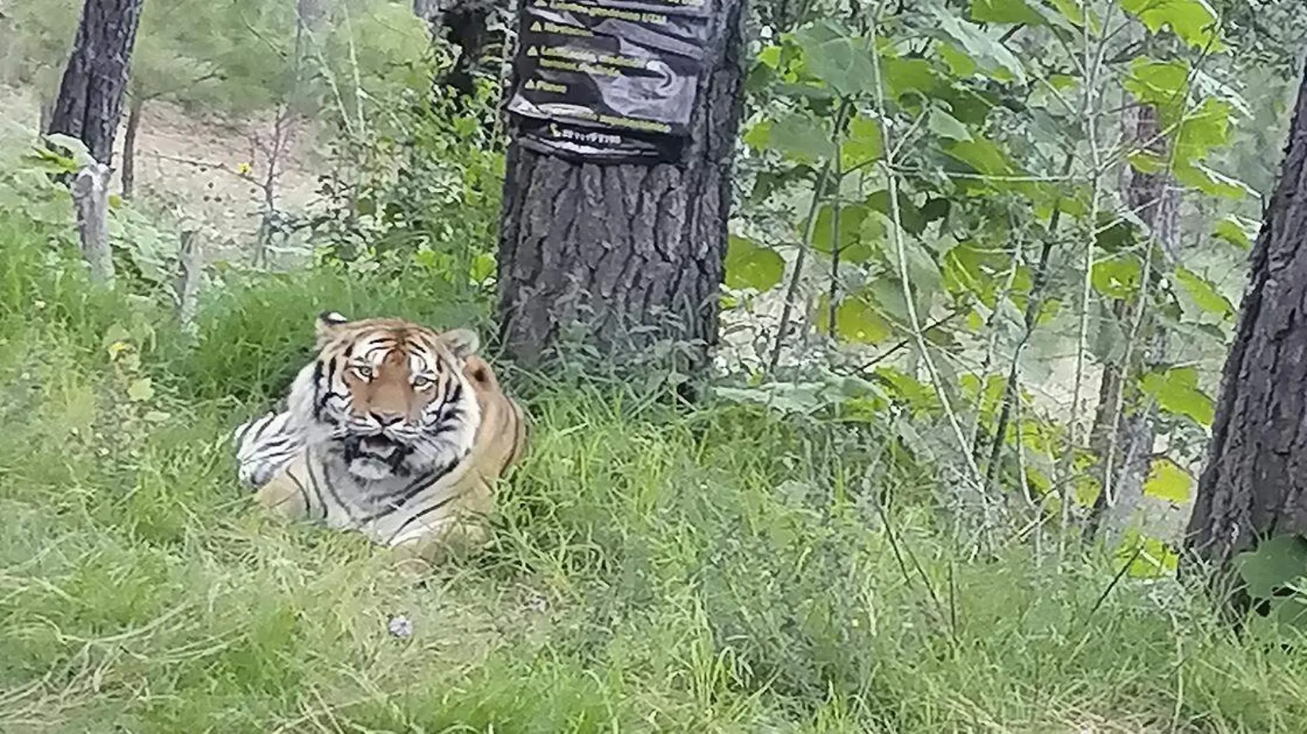 Portada Tigre de Bengala 